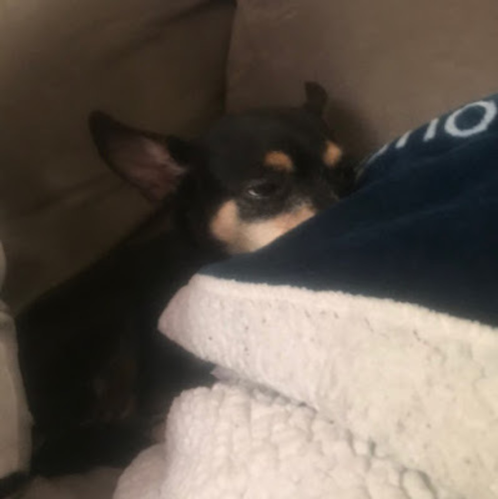 Meet your Posher, Genevieve